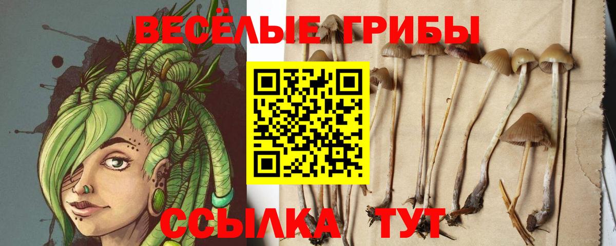 Псилоцибиновые грибы мицелий Котовск